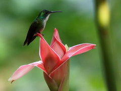 White-Chested Emerald photo 2