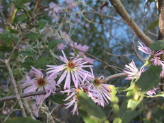 Ampelaster carolinianus