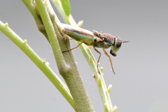 Odontomyia chloris