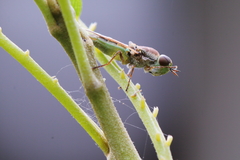 Odontomyia chloris