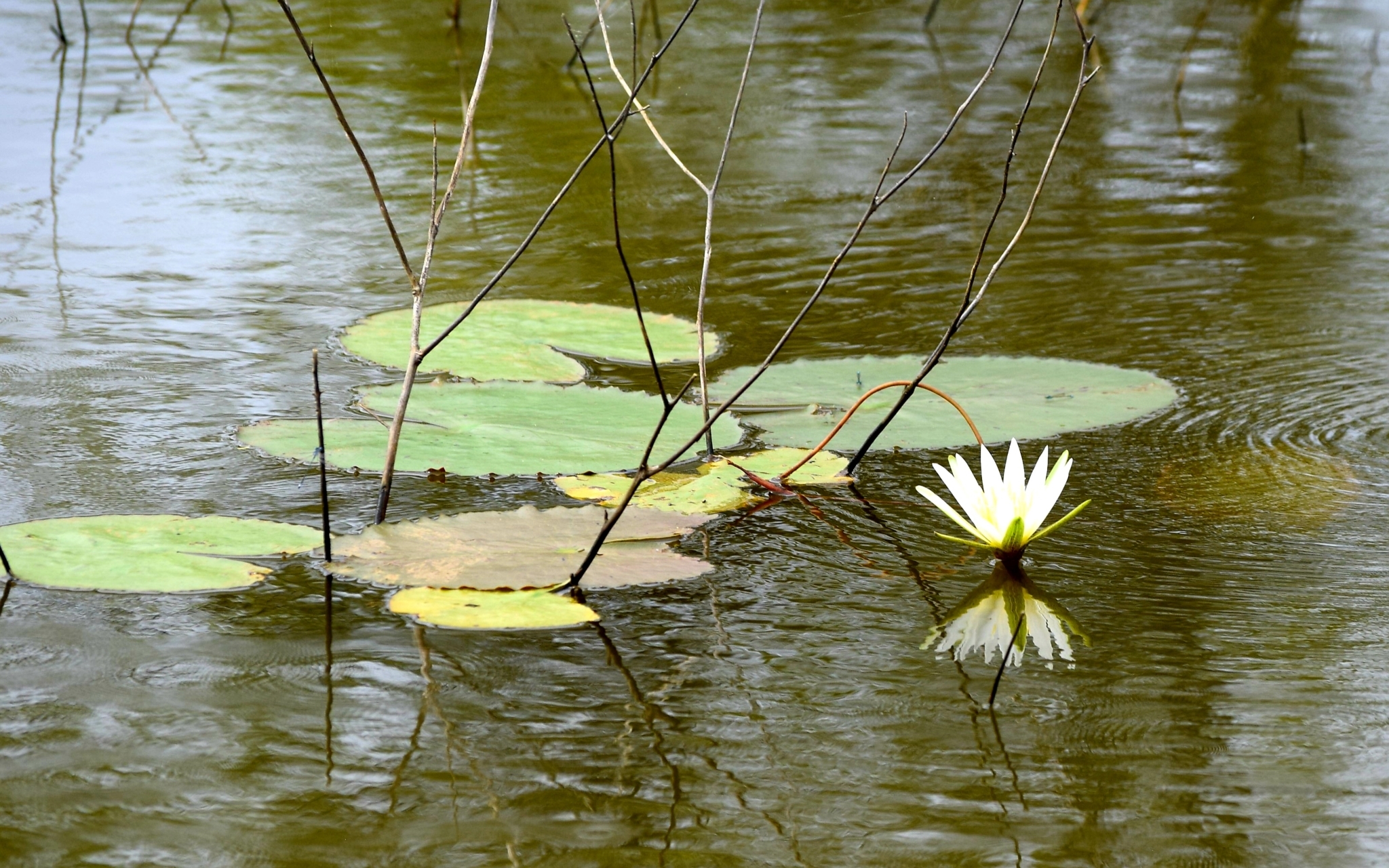 Nymphaea pulchella