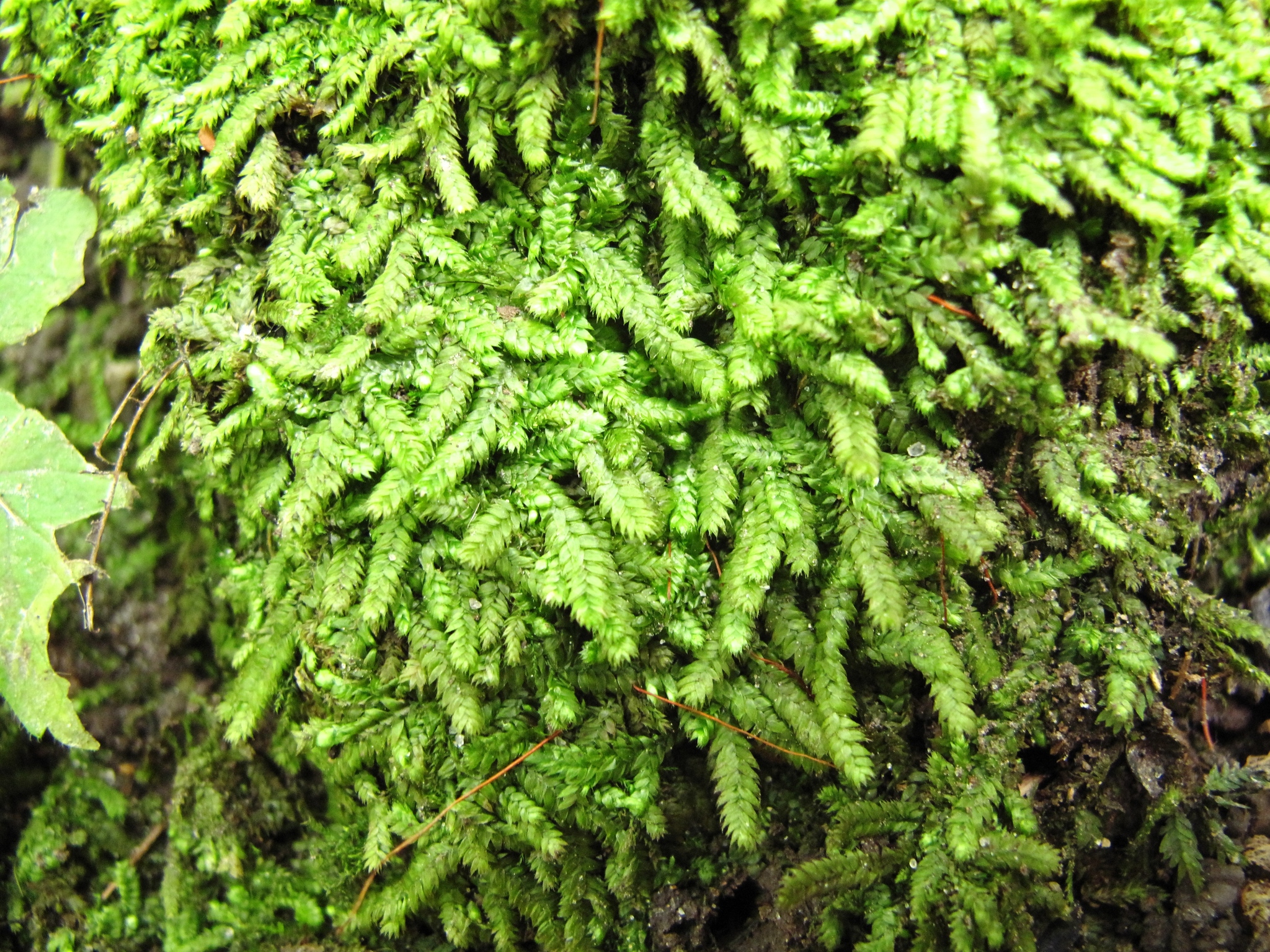 Brotherella recurvans