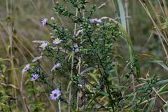 Symphyotrichum × versicolor