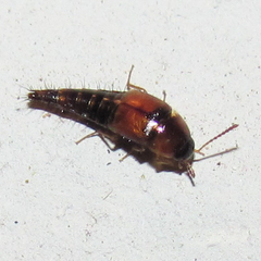 Tachyporinae