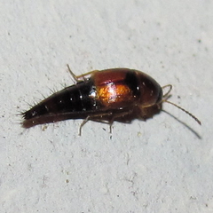 Tachyporinae