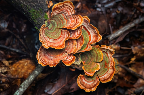 False Turkeytail
