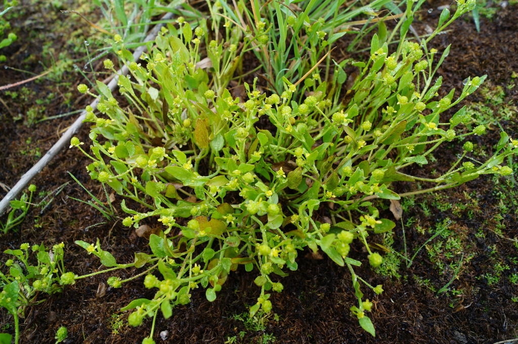 Ranunculus