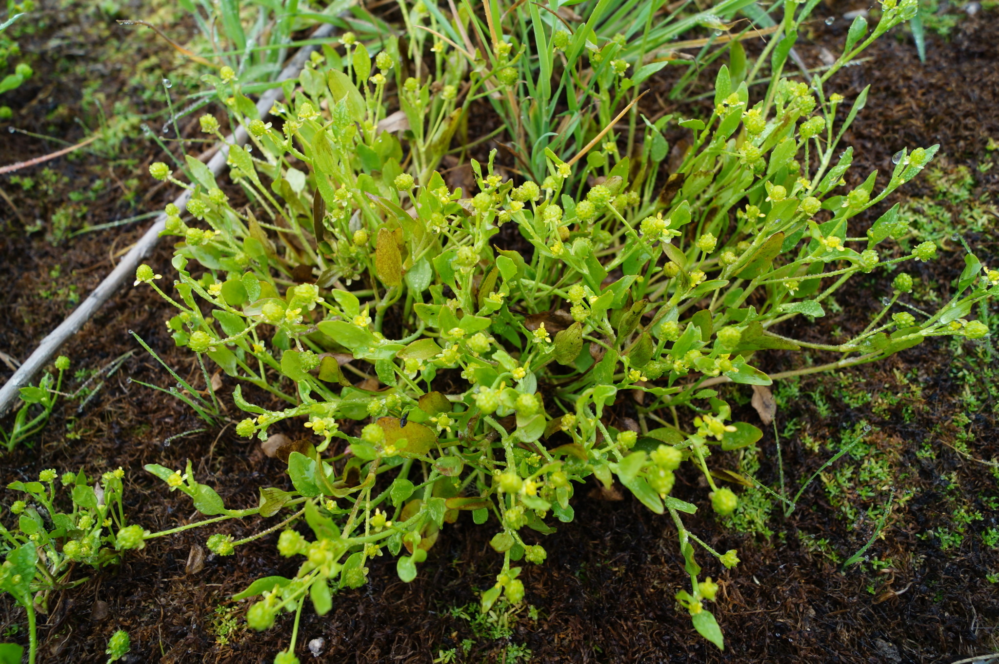 Ranunculus bonariensis