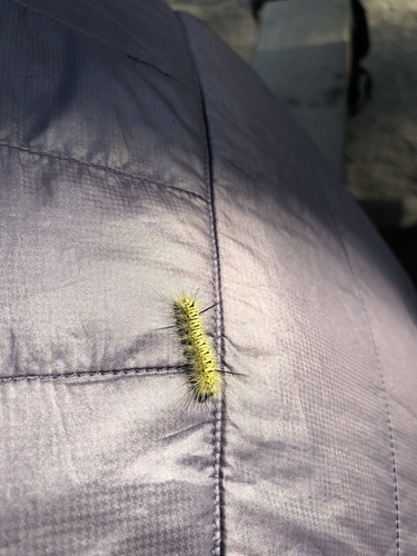 Speckled Tussock Moth photo 2