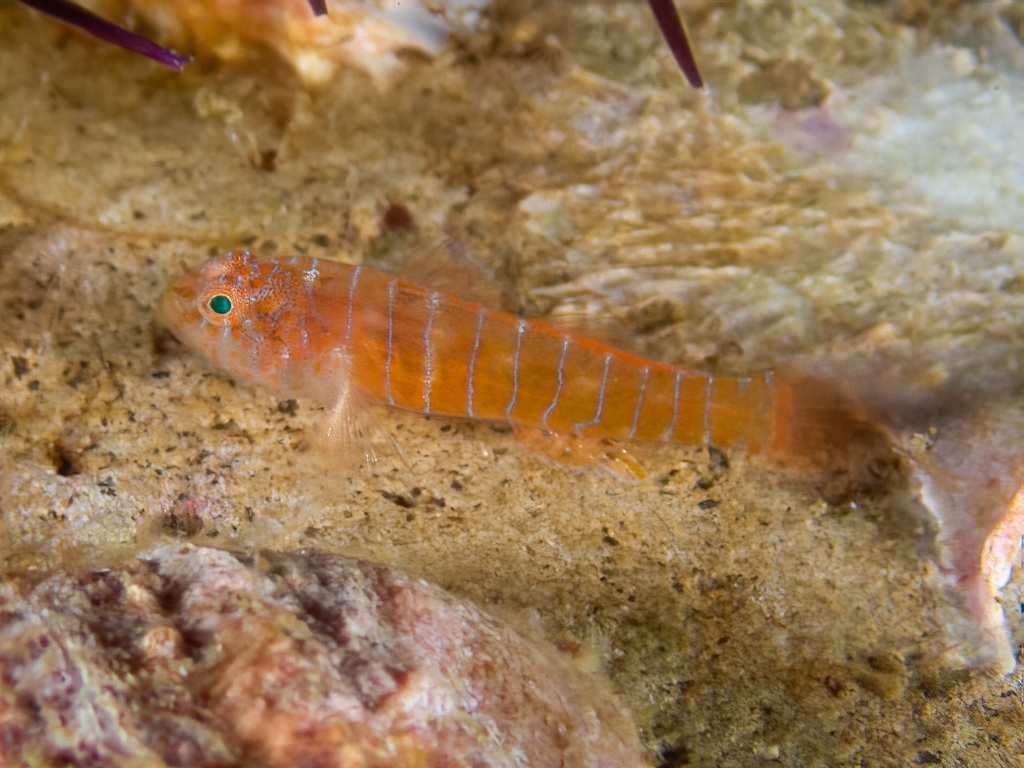 Convoy goby (Lythrypnus phorellus) — Gobiidae