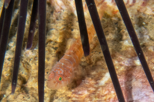 Convoy goby (Lythrypnus phorellus) — Gobiidae — 2