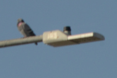 Columba livia