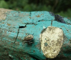 Eocanthecona formosa