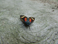 Cyanopepla submacula