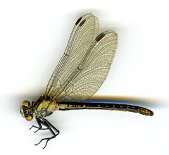 Octogomphus specularis