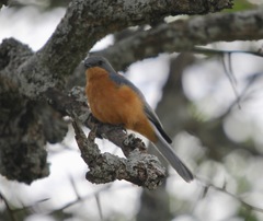 Melaenornis semipartitus