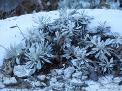 Packera candidissima