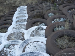 Packera candidissima