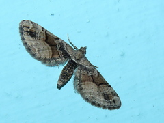 Eupithecia sinuosaria