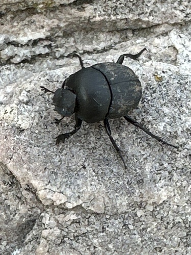 Melanocanthon nigricornis photo 3