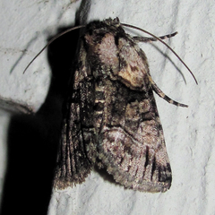 Abrostola microvalis