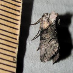 Abrostola microvalis