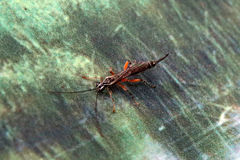 Clistopyga recurva