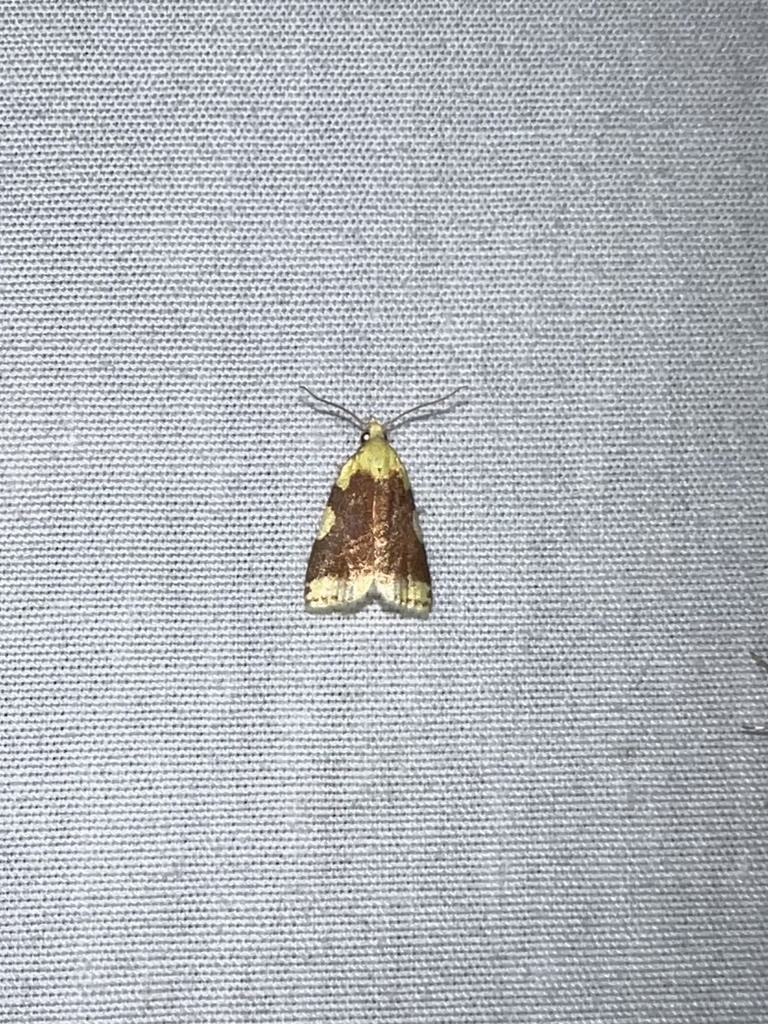 Aproned Cenopis Moth