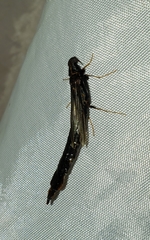 Atractocerus brasiliensis