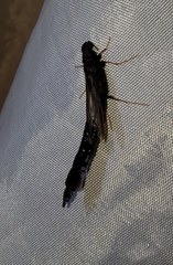 Atractocerus brasiliensis