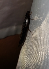 Atractocerus brasiliensis