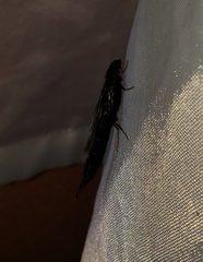 Atractocerus brasiliensis