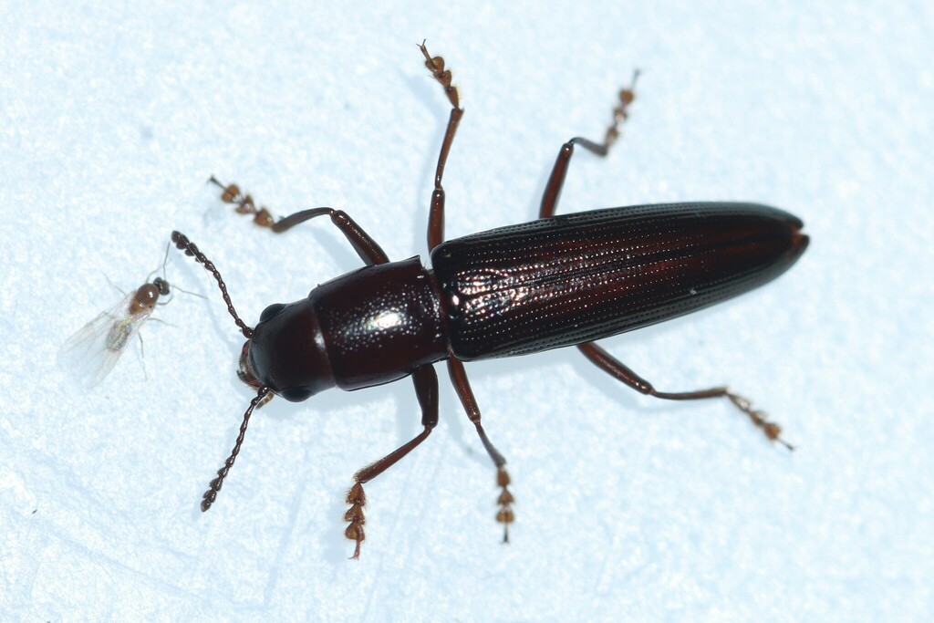 Languria taedata