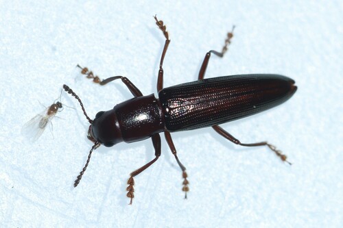 Languria taedata