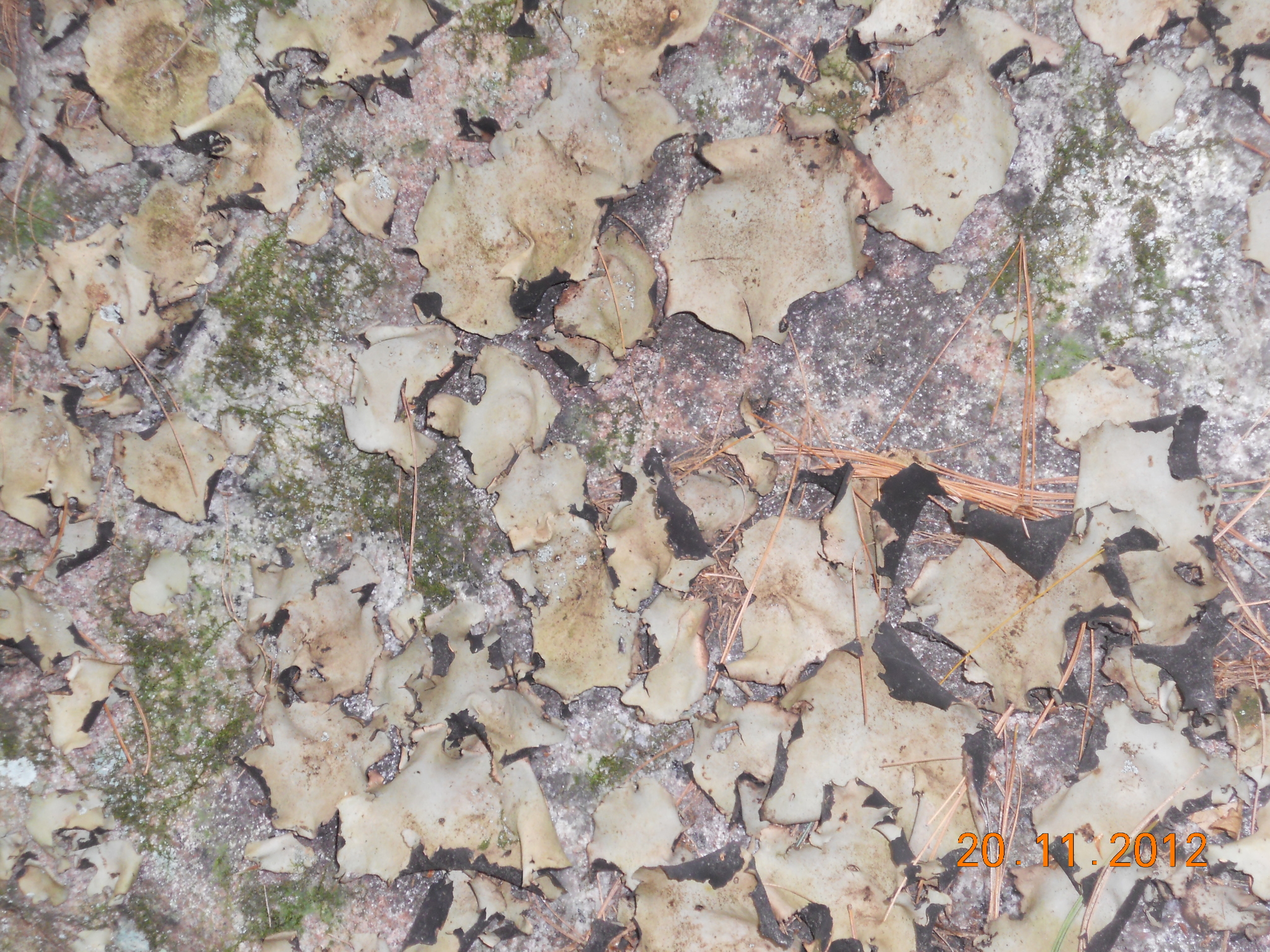 Umbilicariaceae image