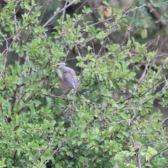 Urocolius macrourus