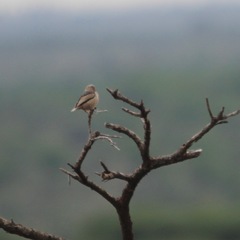 Pseudonigrita arnaudi