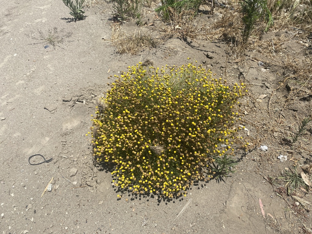 stinknet from Laguna Rd, Oxnard, CA, US on July 8, 2023 at 12:37 PM by ...