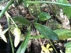 Oncidium obryzatoides