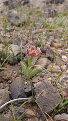 Fritillaria purdyi