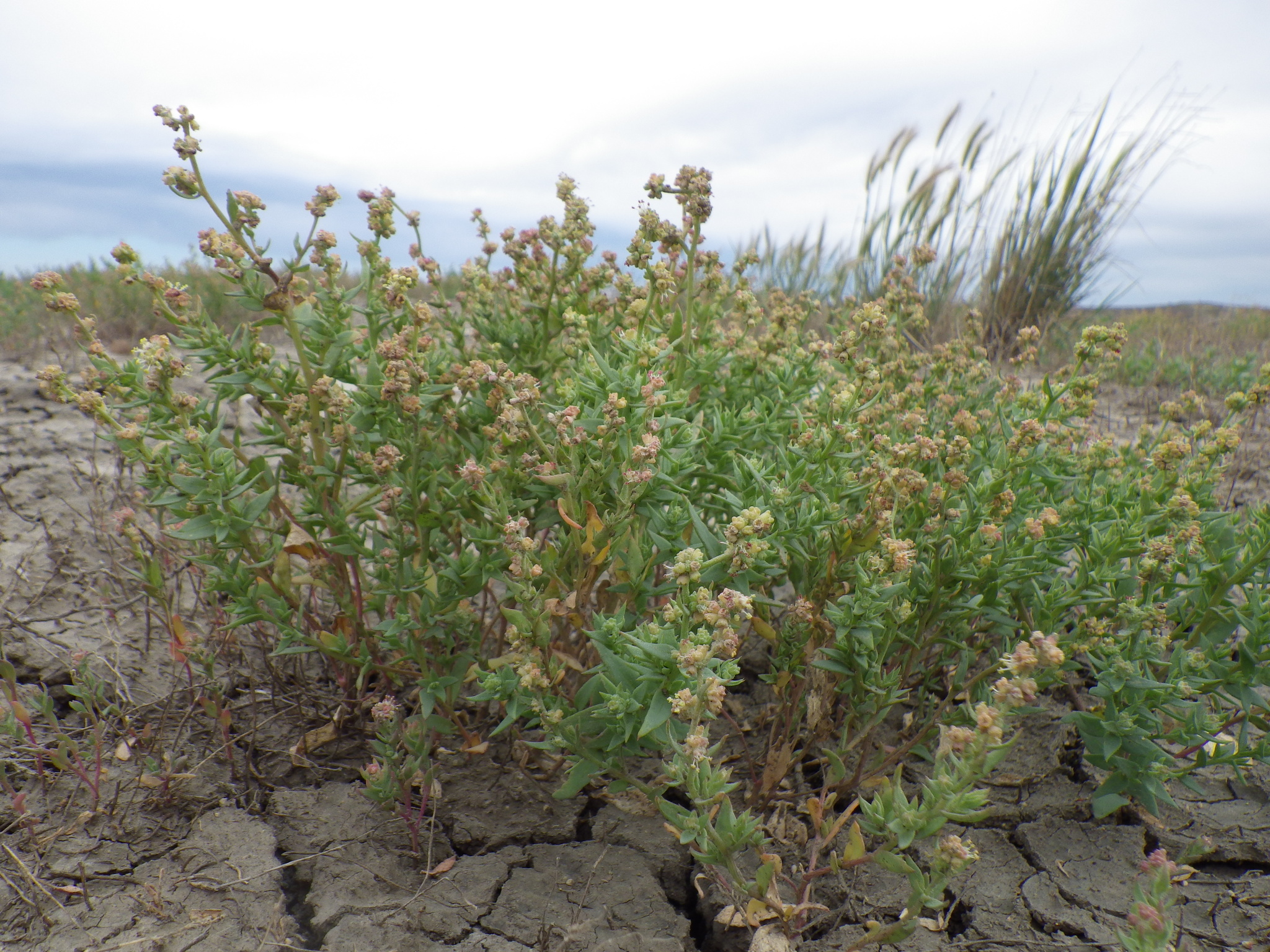 Atriplex dioica