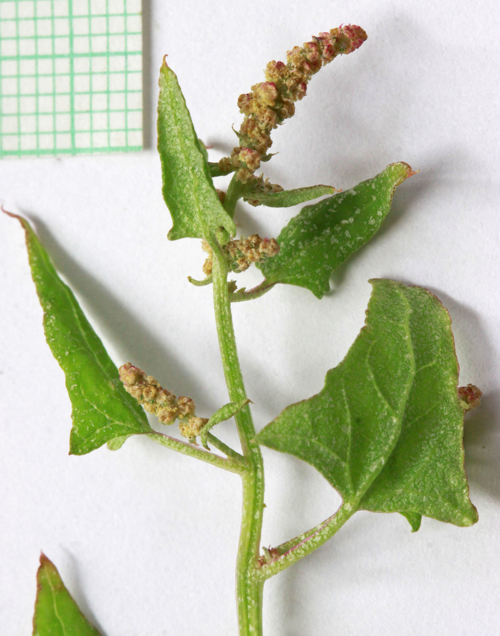 Atriplex micrantha