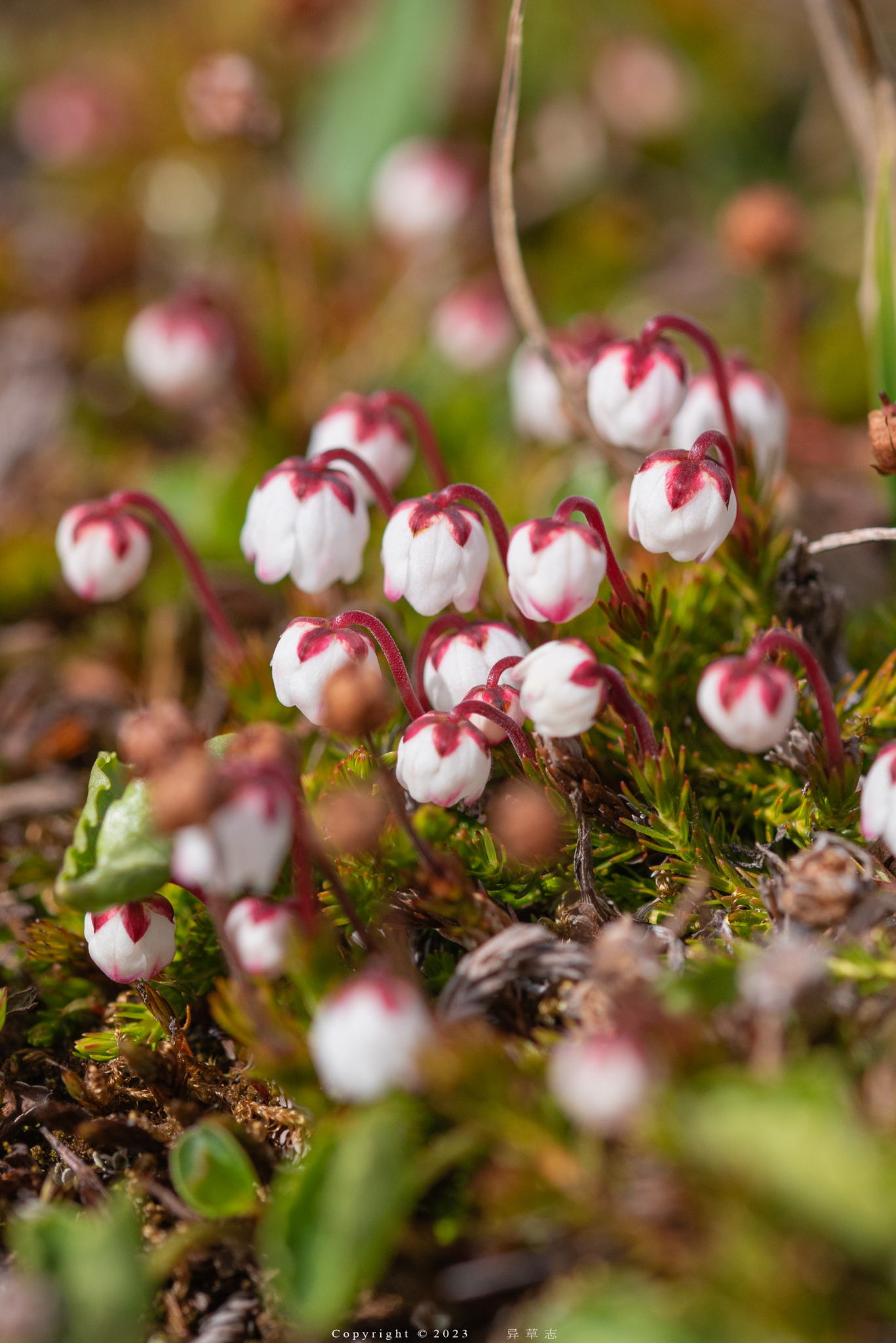 Harrimanella hypnoides