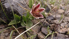 Fritillaria purdyi
