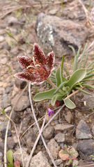 Fritillaria purdyi