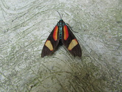 Cyanopepla submacula