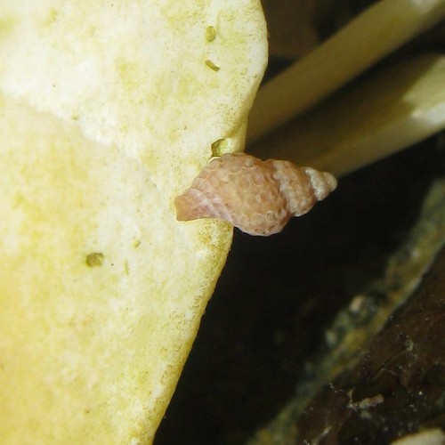 Xymenella pusilla