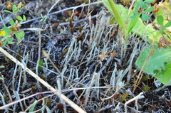 Cladonia verruculosa