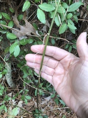 Passiflora incarnata × cincinnata