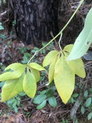 Passiflora incarnata × cincinnata